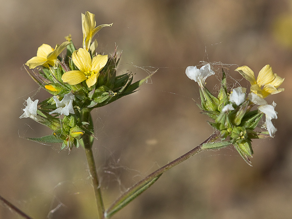 Linillo (Linum strictum)