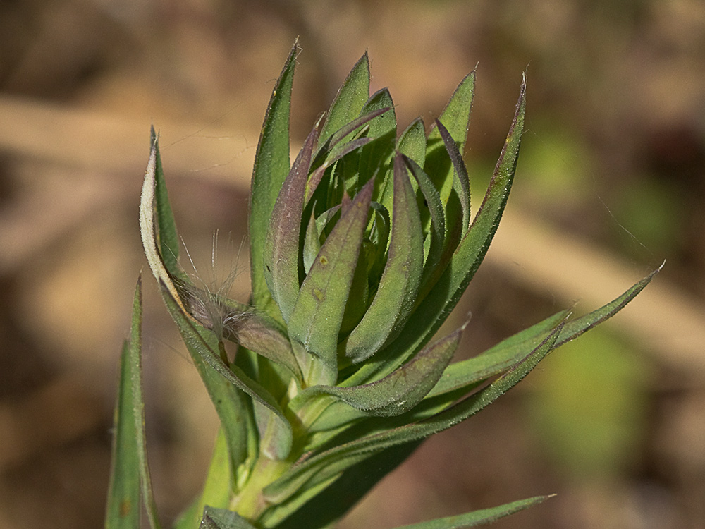 Linillo (Linum strictum)