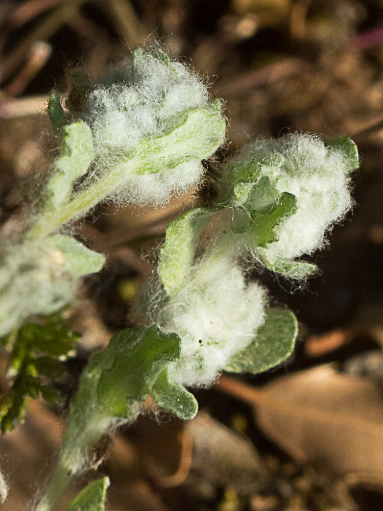 Lino de pastor (Bombycilaena erecta)