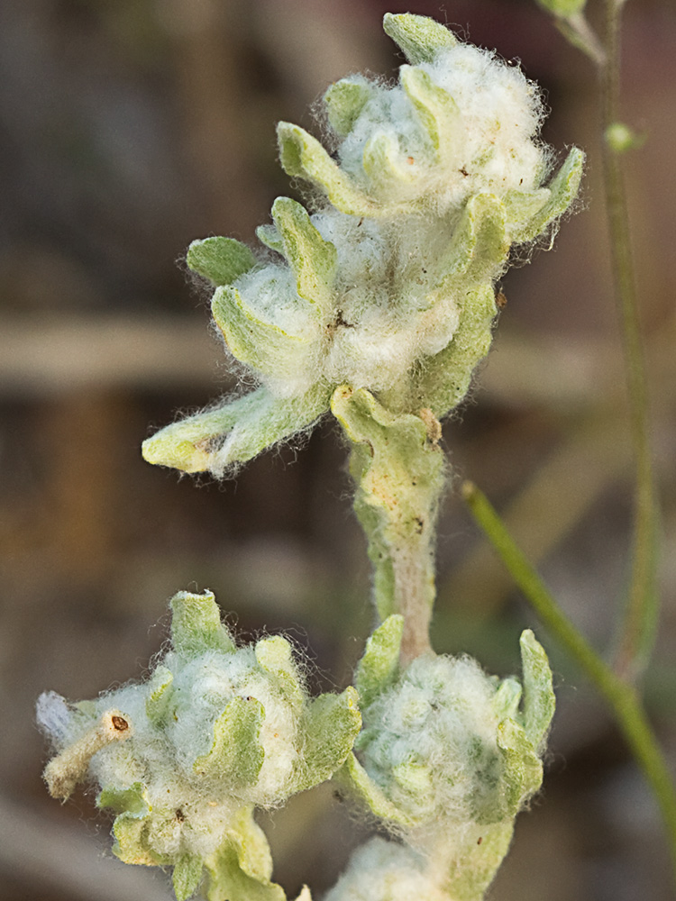 Lino de pastor (Bombycilaena erecta)