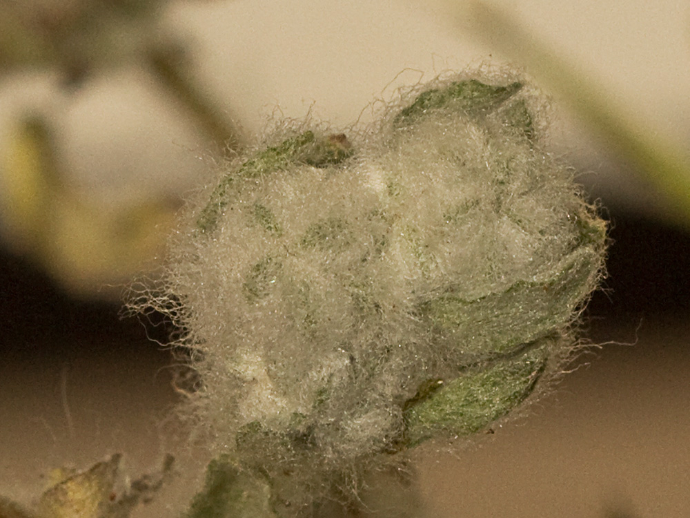 Lino de pastor (Bombycilaena erecta)