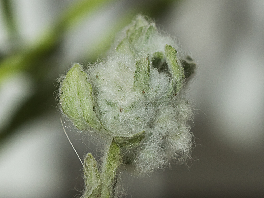 Lino de pastor (Bombycilaena erecta)
