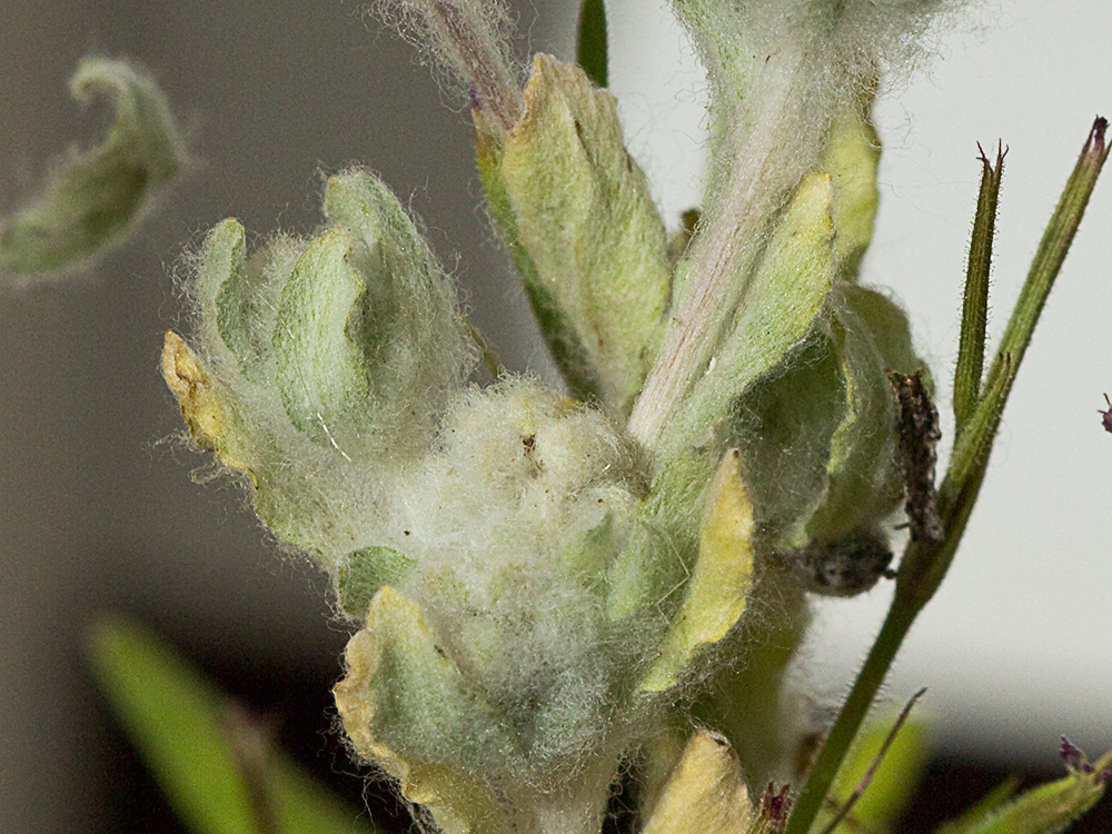 Lino de pastor (Bombycilaena erecta)