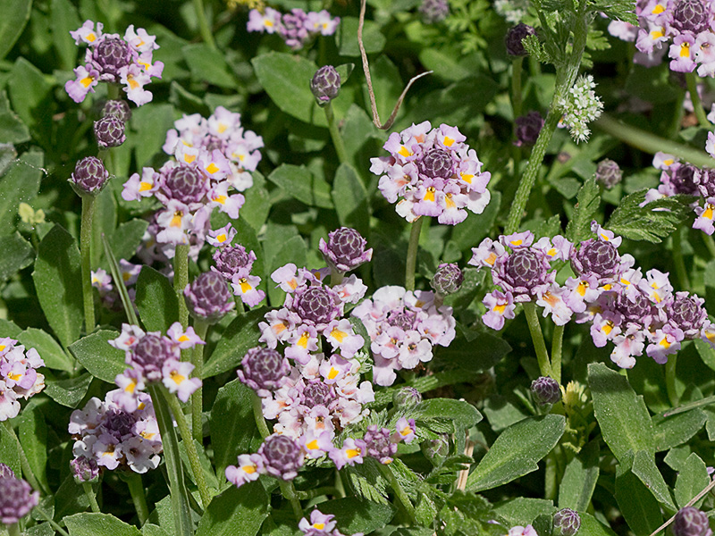 Inflorescencia de la Lipia (Lippia nodiflora, Lippia repens)m)