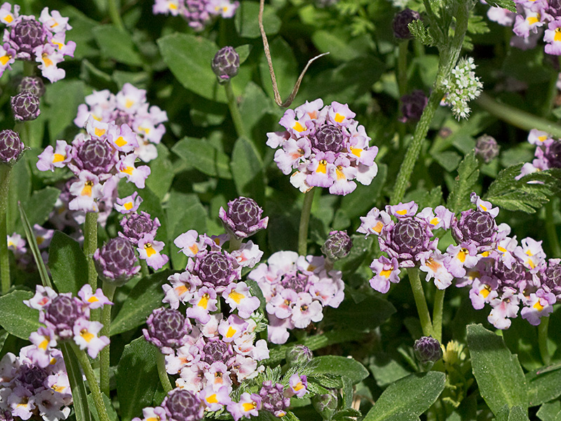 Inflorescencia de la Lipia (Lippia nodiflora, Lippia repens)m)