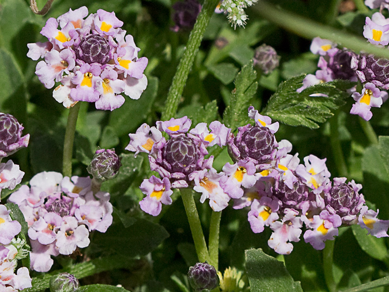 Inflorescencia de la Lipia (Lippia nodiflora, Lippia repens)m)