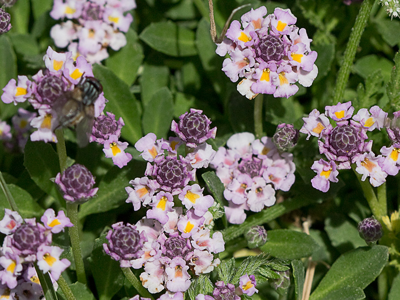 Inflorescencia de la Lipia (Lippia nodiflora, Lippia repens)m)