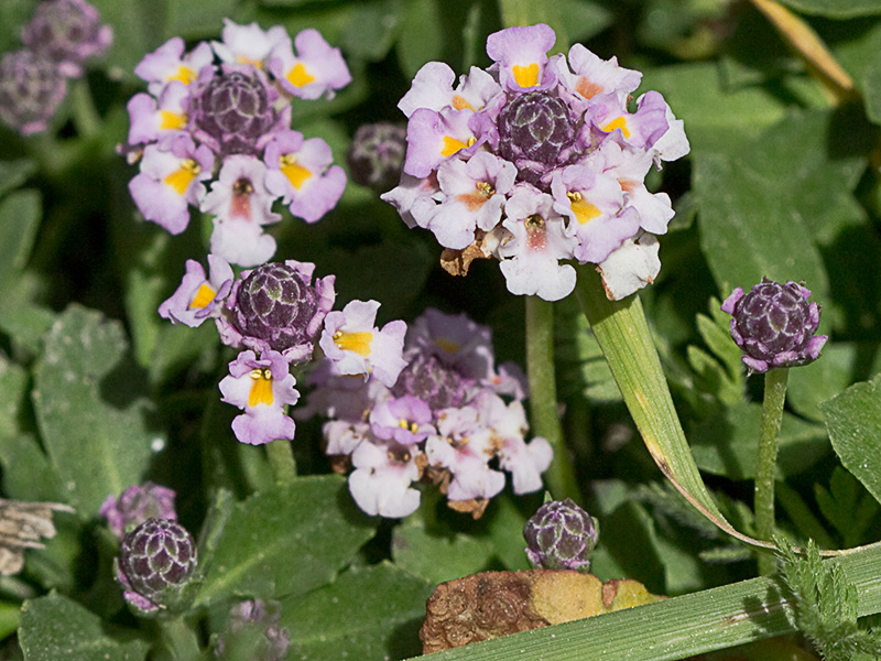 Inflorescencia de la Lipia (Lippia nodiflora, Lippia repens)m)