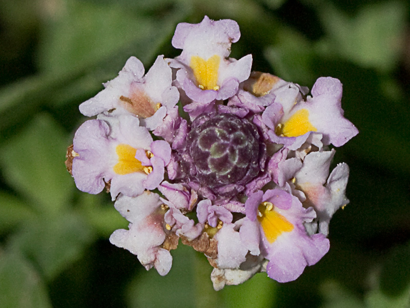 Inflorescencia de la Lipia (Lippia nodiflora, Lippia repens)m)
