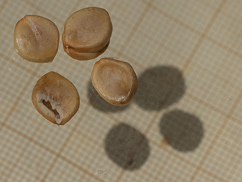 Semillas del Lirio amarillo (Iris pseudacorus)
