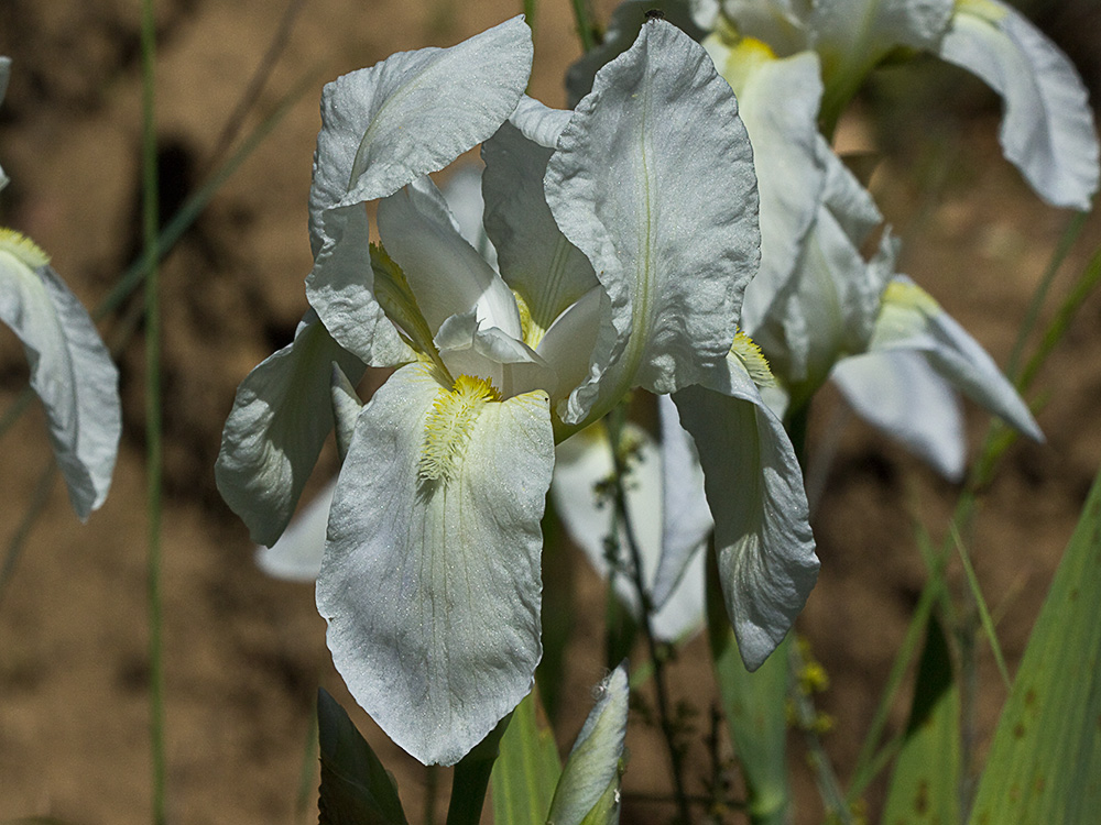 Lirio blanco (Iris albicans)