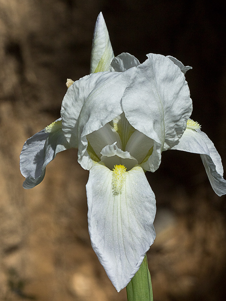 Lirio blanco (Iris albicans)