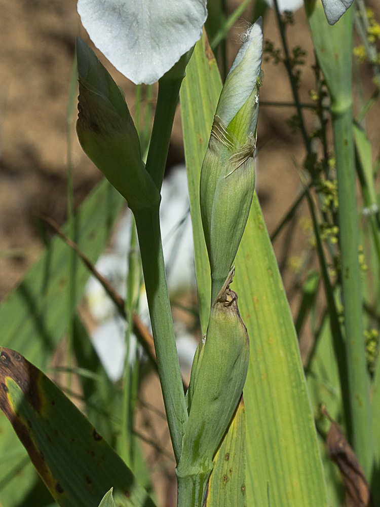 Lirio blanco (Iris albicans)