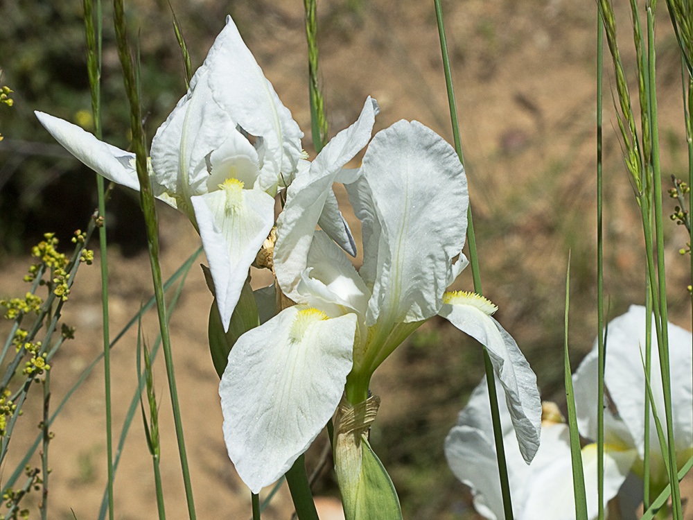 Lirio blanco (Iris albicans)