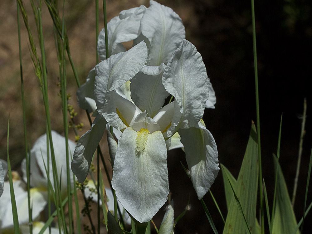 Lirio blanco (Iris albicans)