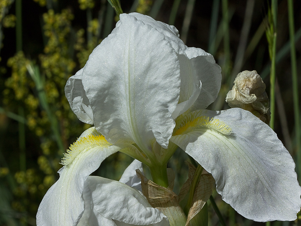 Lirio blanco (Iris albicans)