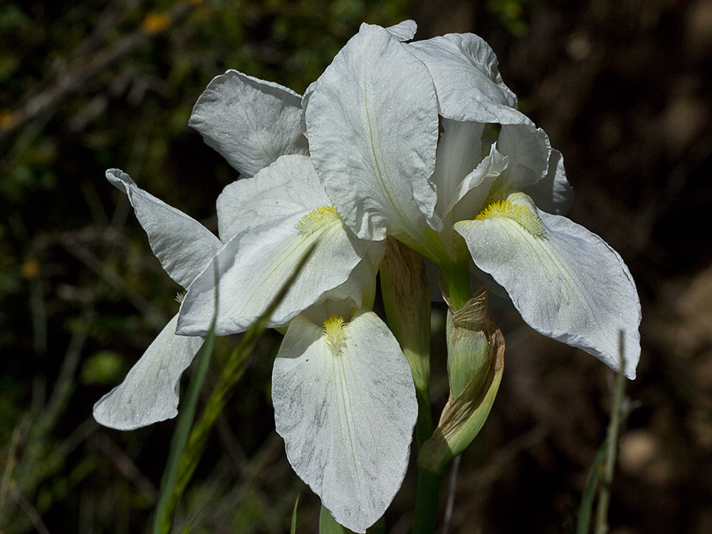 Lirio blanco (Iris albicans)