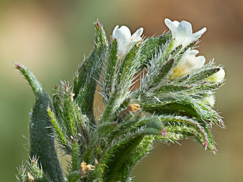 Litospermo (Buglossoides arvensis)