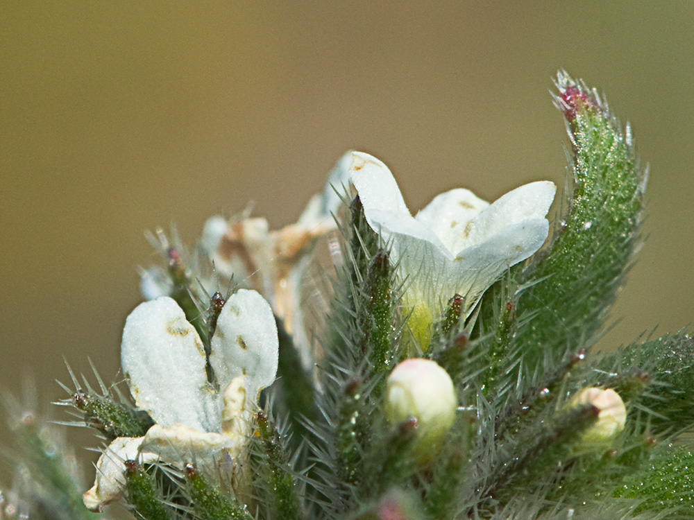 Litospermo (Buglossoides arvensis)