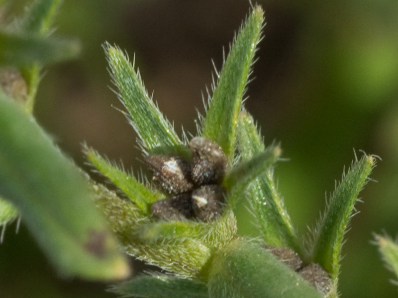 Litospermo (Buglossoides arvensis)