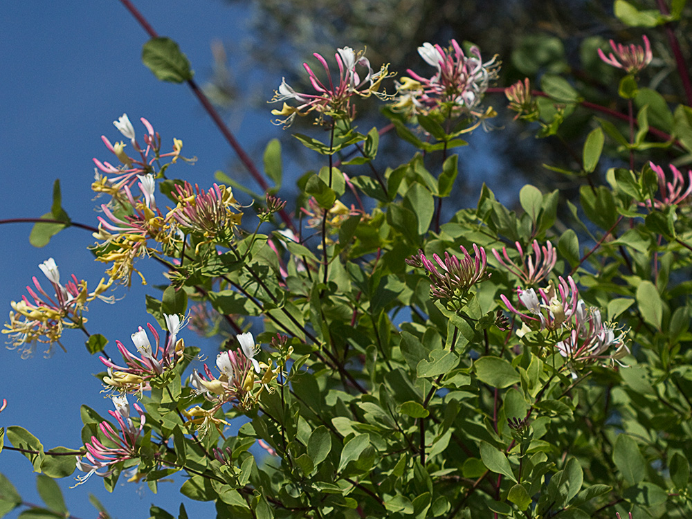 Mata de la Madreselva Etrusca (Lonicera etrusca)