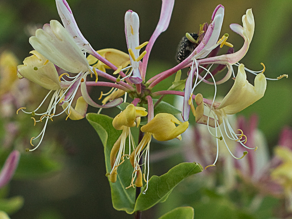 Madreselva Etrusca (Lonicera etrusca)