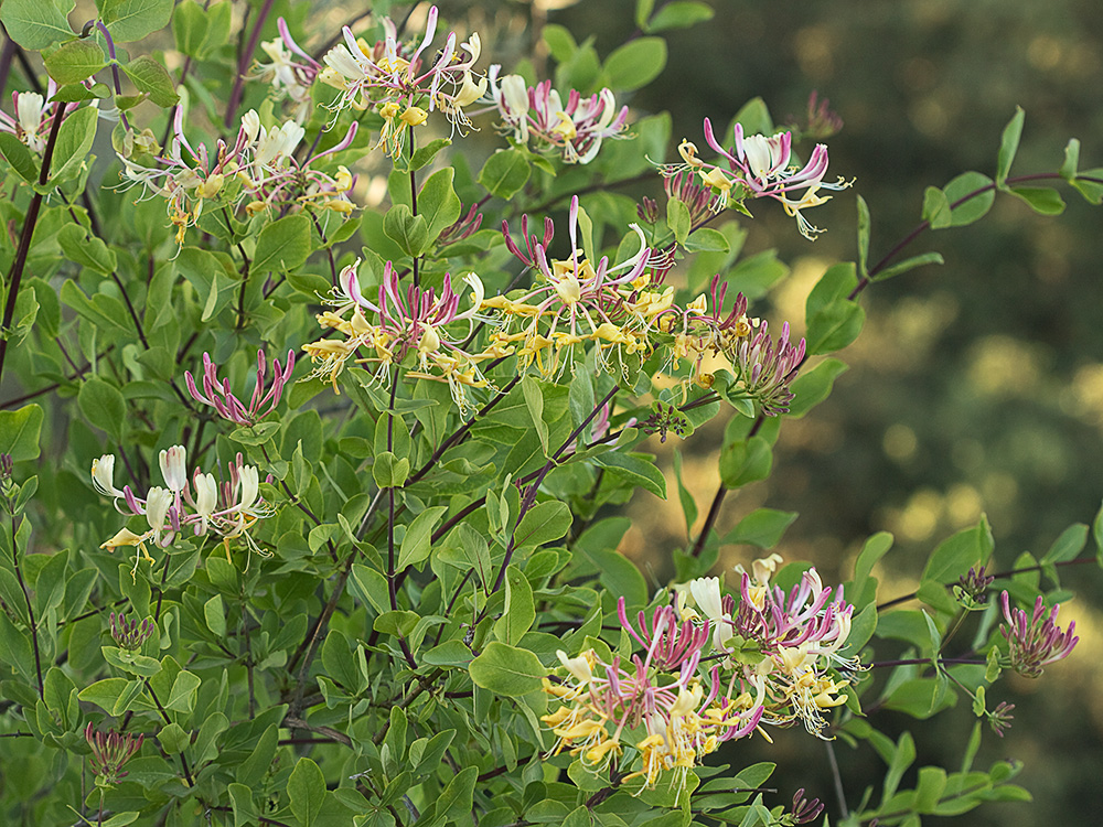 Madreselva Etrusca (Lonicera etrusca)