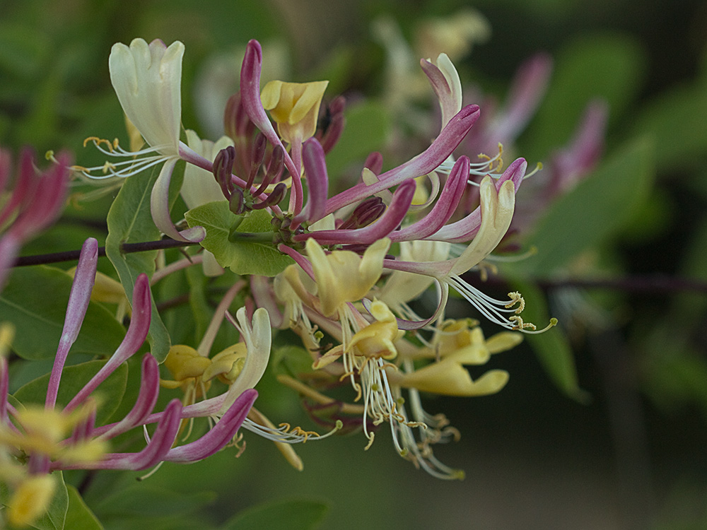 Madreselva Etrusca (Lonicera etrusca)