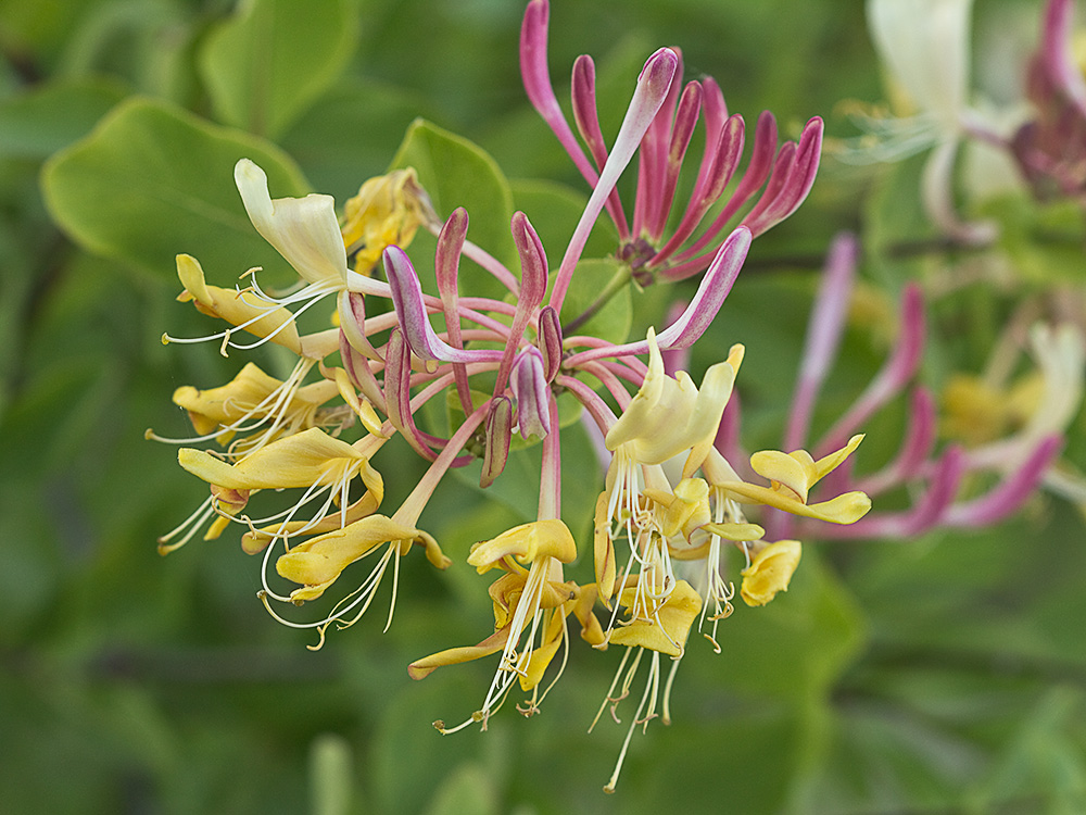 Madreselva Etrusca (Lonicera etrusca)