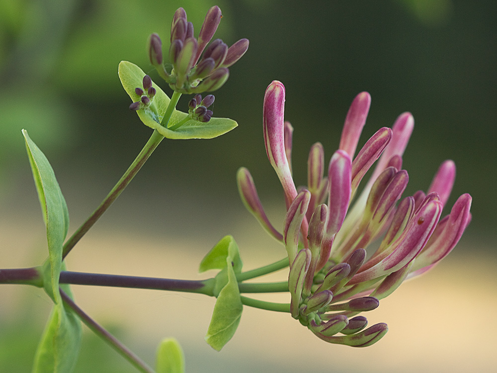 Madreselva Etrusca (Lonicera etrusca)