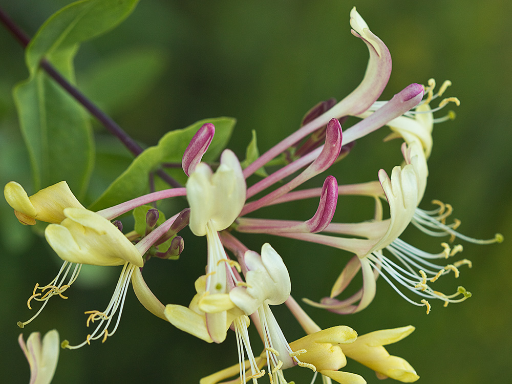 Madreselva Etrusca (Lonicera etrusca)