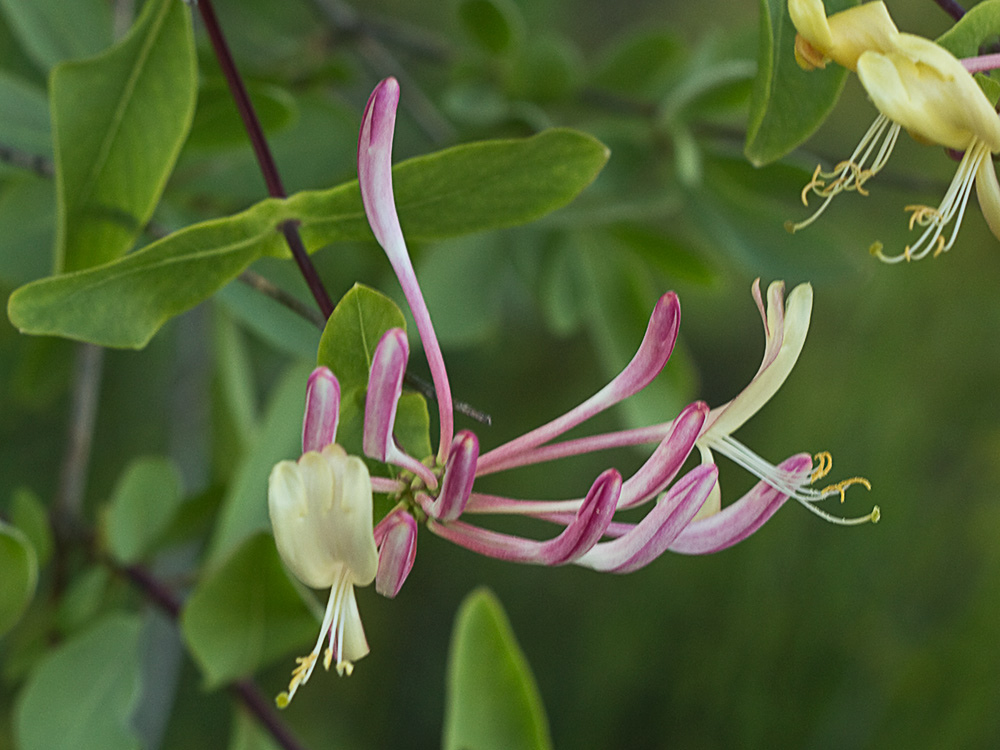 Madreselva Etrusca (Lonicera etrusca)
