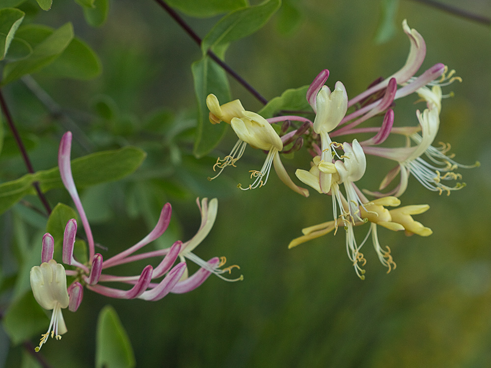 Madreselva Etrusca (Lonicera etrusca)