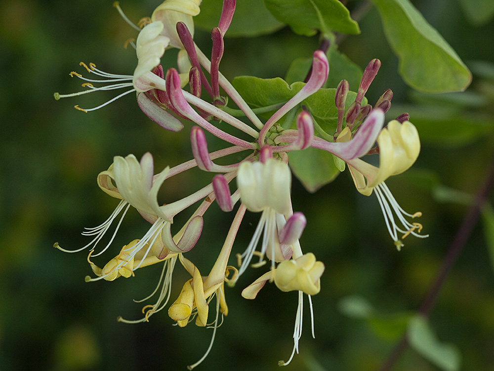 Madreselva Etrusca (Lonicera etrusca)
