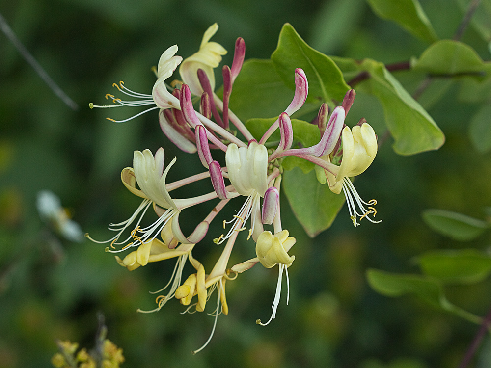 Madreselva Etrusca (Lonicera etrusca)