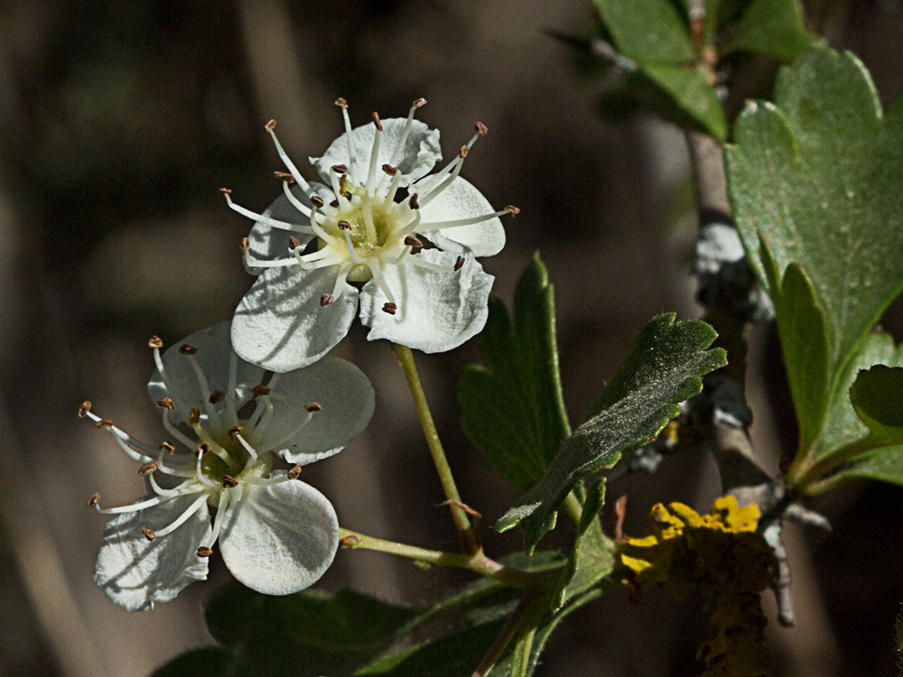 Majoletero (Crataegus monogyna)