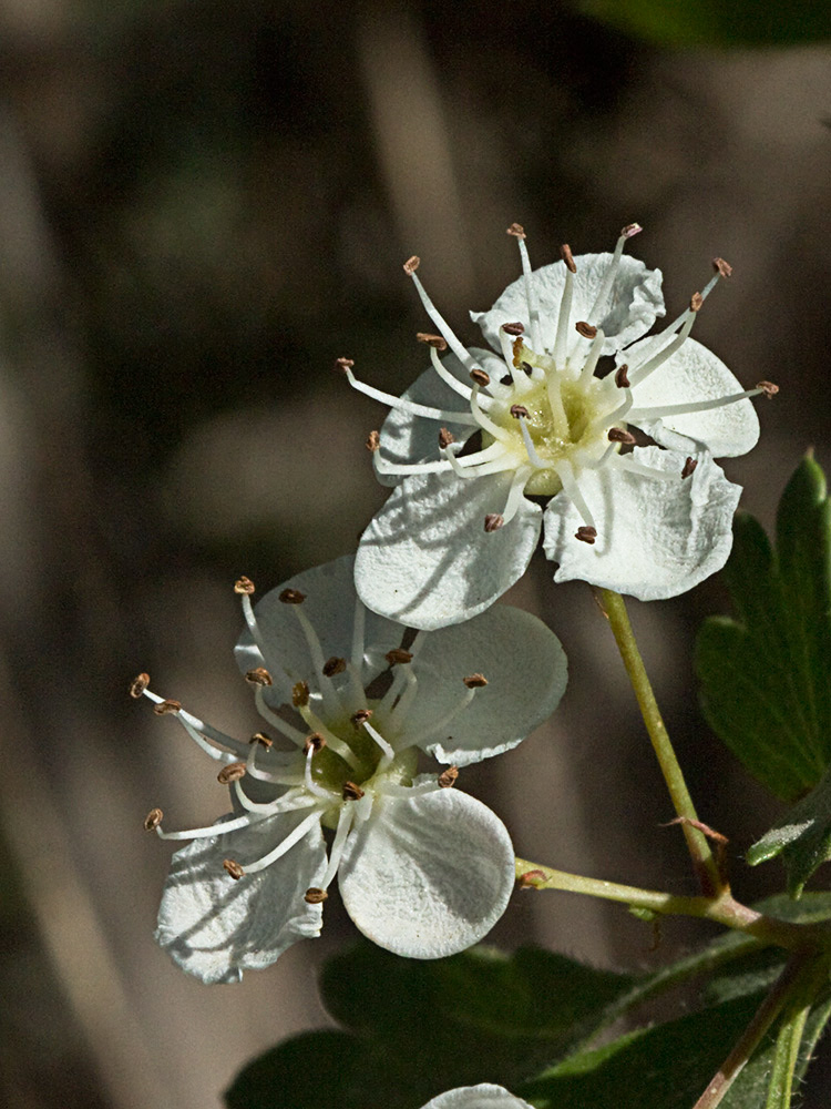 Majoletero (Crataegus monogyna)