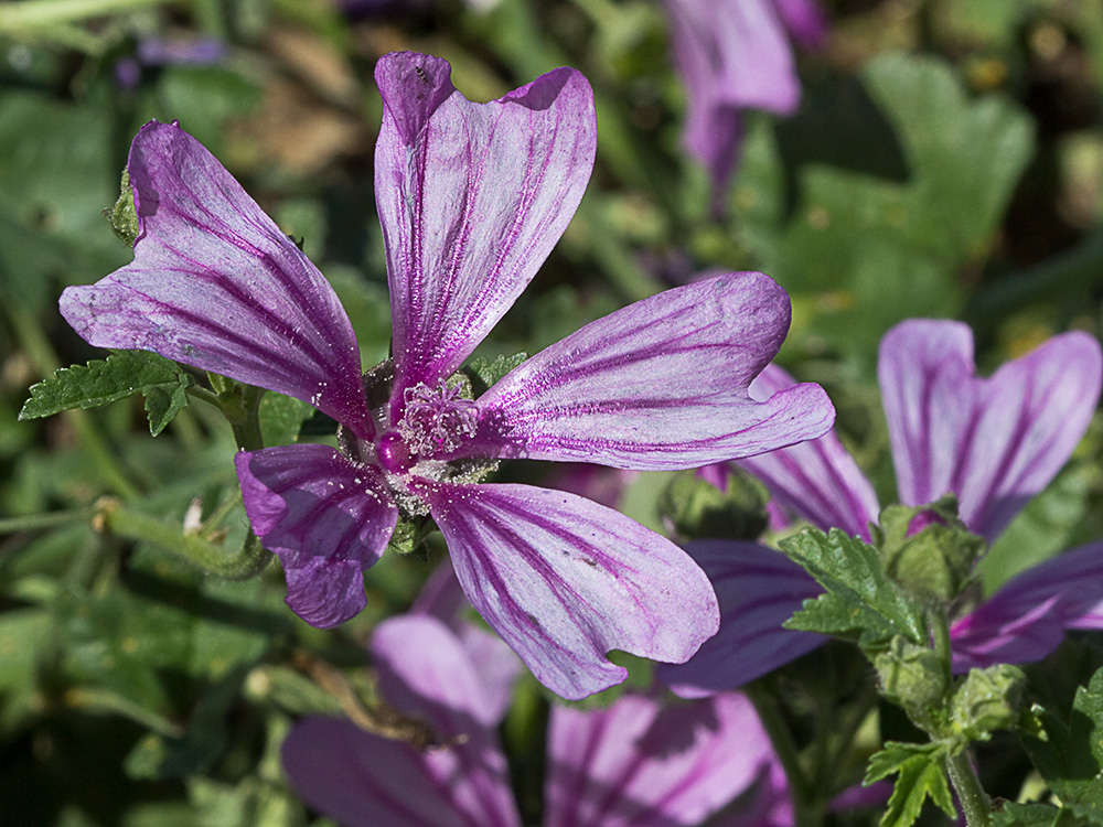 Flor de Malva (Malva sylvestris)