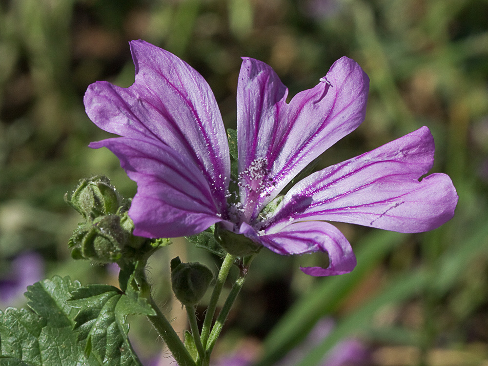 Flor de Malva (Malva sylvestris)