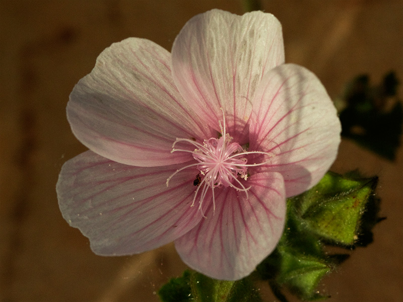 Flor de malva hispánica