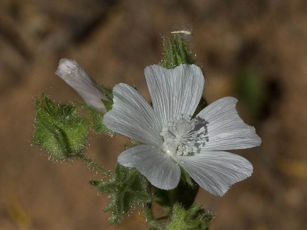 Flor de malva hispánica