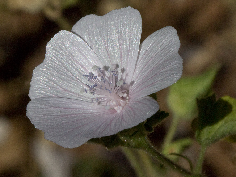 Flor de malva hispánica