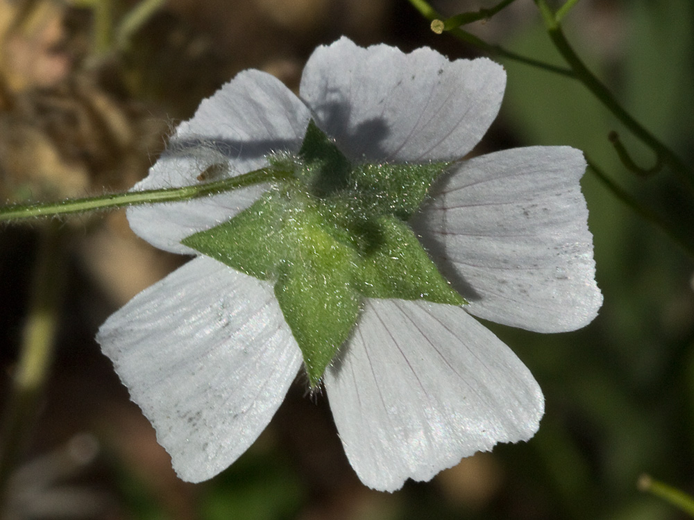 Flor de malva hispánica