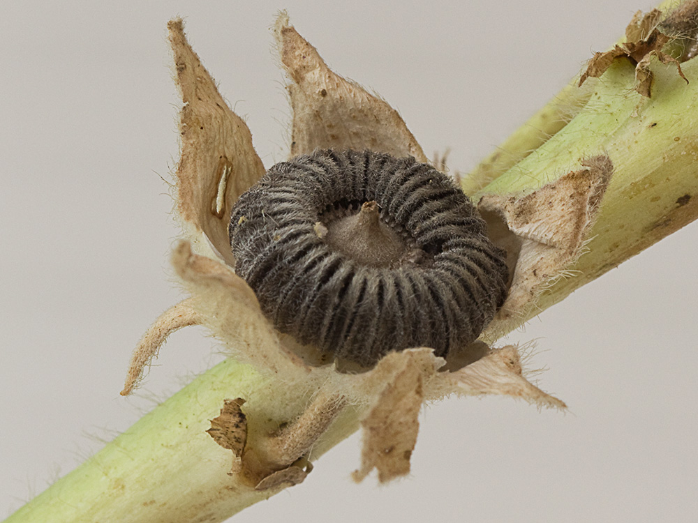 Malva real o malvarosa (Alcea rosea L.)