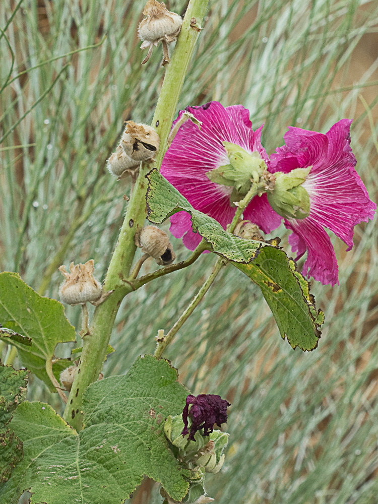 Malva real o malvarosa (Alcea rosea L.)
