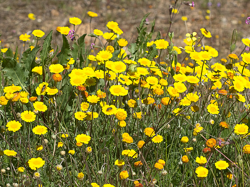 Manzanilla portuguesa (Prolongoa hispanica)