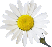 Flor de margarita