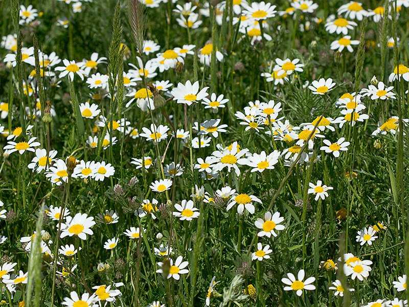 Margaritas silvestres