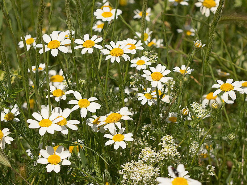 Margaritas silvestres