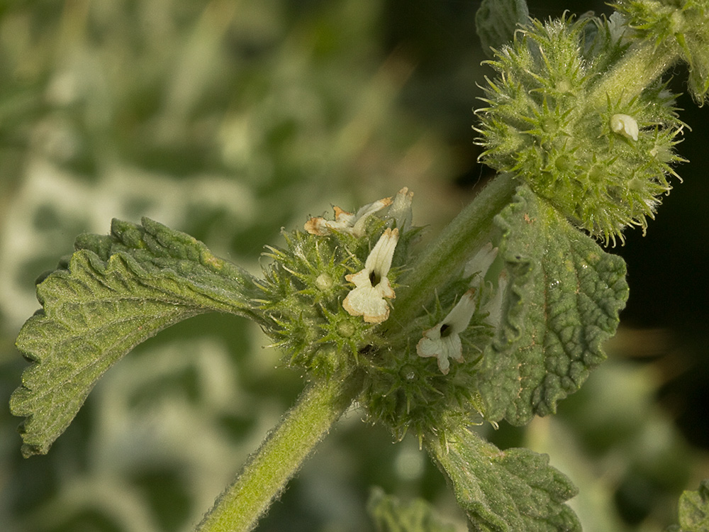 El marrubio (Marrubium vulgare)